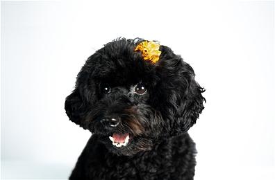 次世代增强 《贪婪之秋：黄金版》上市预告片分享